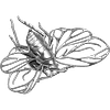 (NEW) Pyrops Hamdjahi Peleng Pin (PRE-ORDER ONLY)